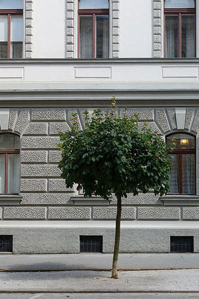 Tree outside of a corporate building